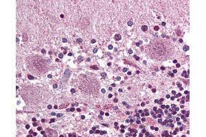 Anti-PROKR2 antibody IHC of human brain, cerebellum. (Prokineticin Receptor 2 antibody  (N-Term))