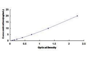 Calpain 6 (CAPN6) ELISA Kit