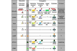 Most modifiers mature by proteolytic processing from inactive precursors (“a” = amino acid). (UBE2J2 antibody  (Internal Region))