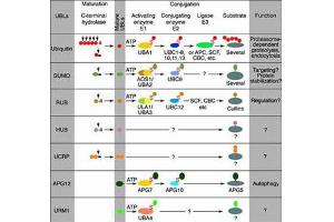 Most modifiers mature by proteolytic processing from inactive precursors (“a” = amino acid).