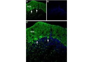 Expression of P2X1 receptor in mouse cerebellum - Immunohistochemical staining of mouse cerebellum using Anti-P2X1 Receptor (extracellular)-ATTO Fluor-488 Antibody (ABIN7043572). (P2RX1 antibody  (Extracellular) (Atto 488))