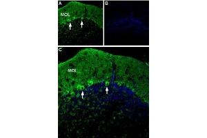 Expression of P2X1 receptor in mouse cerebellum - Immunohistochemical staining of mouse cerebellum using Anti-P2X1 Receptor (extracellular)-ATTO Fluor-488 Antibody (ABIN7043572). (P2RX1 antibody  (Extracellular Loop) (Atto 488))