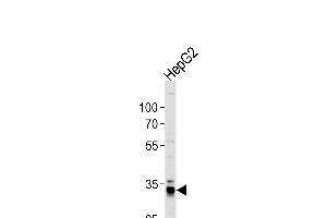 Western blot analysis of lysate from HepG2 cell line, using ST Antibody (N-term) (ABIN392000 and ABIN2841785). (MPST antibody  (N-Term))