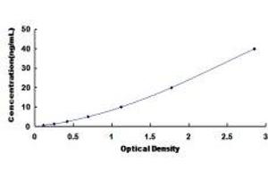 Typical Standard Curve (Cathepsin L ELISA Kit)