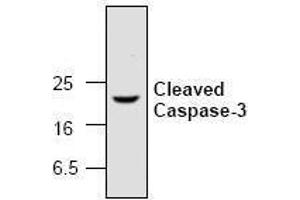 Image no. 1 for anti-Caspase 3 (CASP3) (active), (Cleavage Site), (N-Term) antibody (ABIN126957) (Caspase 3 antibody  (active, Cleavage Site, N-Term))