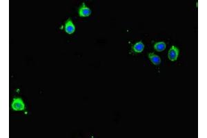 Immunofluorescent analysis of Hela cells using ABIN7145207 at dilution of 1:100 and Alexa Fluor 488-congugated AffiniPure Goat Anti-Rabbit IgG(H+L) (Survivin antibody  (AA 1-130))