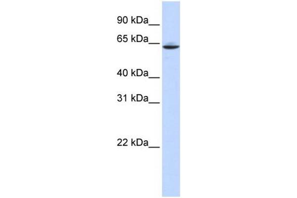 SLC33A1 antibody  (Middle Region)