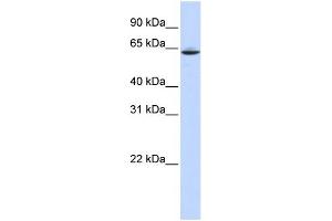 WB Suggested Anti-SLC33A1 Antibody Titration:  0. (SLC33A1 antibody  (Middle Region))