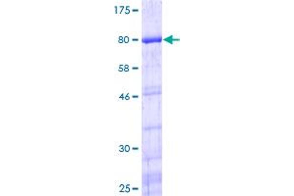 YBX1 Protein (AA 1-324) (GST tag)