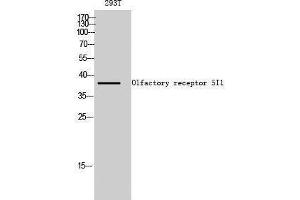 anti-Olfactory Receptor, Family 5, Subfamily I, Member 1 (OR5I1) (Internal Region) antibody