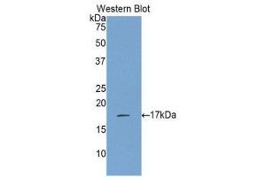 Western Blotting (WB) image for anti-Interleukin 17 (IL17) (AA 21-153) antibody (ABIN1859352)