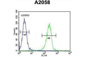 Flow cytometric analysis of A2058 cells using ENTHD1 Antibody (N-term) Cat. (ENTHD1 antibody  (N-Term))