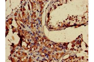 Immunohistochemistry of paraffin-embedded human testis tissue using ABIN7158591 at dilution of 1:100 (LHCGR antibody  (AA 27-363))
