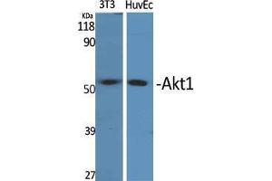 Western Blot (WB) analysis of 3T3, HuvEc cells using Akt1 Polyclonal Antibody. (AKT1 antibody  (Ser134))