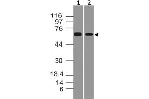 Image no. 1 for anti-TNF Receptor-Associated Factor 5 (TRAF5) (AA 42-236) antibody (ABIN5027587) (TRAF5 antibody  (AA 42-236))