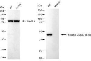 Western blotting analysis using Phospho-CDC37 (S13) antibody (ABIN7798011).