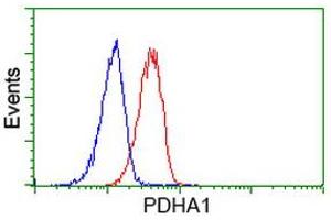 Image no. 3 for anti-Pyruvate Dehydrogenase (Lipoamide) alpha 1 (PDHA1) antibody (ABIN1500104) (PDHA1 antibody)
