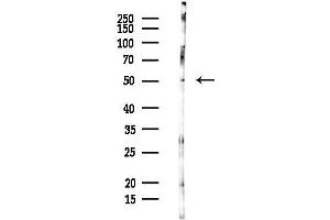 anti-S-Phase Kinase-Associated Protein 2 (SKP2) (C-Term) antibody