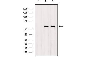 Western blot analysis of extracts from Rat heart,Hybridoma cells, using NEU4 Antibody. (Sialidase 4 antibody  (Internal Region))