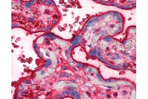 Anti-TF / Transferrin antibody IHC of human placenta.