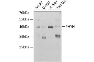 Western blot analysis of extracts of various cell lines, using PHYH antibody (ABIN6130848, ABIN6145582, ABIN6145584 and ABIN6221908) at 1:1000 dilution. (PHYH antibody  (AA 1-338))