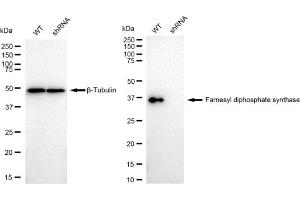 Western blotting analysis using Farnesyl diphosphate synthase antibody (ABIN7798569).