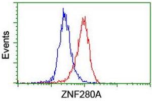 Image no. 4 for anti-Zinc Finger Protein 280A (ZNF280A) (AA 1-333) antibody (ABIN1490749) (ZNF280A antibody  (AA 1-333))