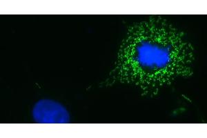 COS-7 cell transfected with Tom70-mEOS4b (mitochondria) and stained with anti-mEOS Atto 488 (green). (Recombinant mEos antibody (Atto 488))