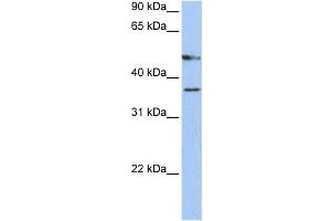 Western Blotting (WB) image for anti-Forkhead Box D4 (FOXD4) antibody (ABIN2459142)
