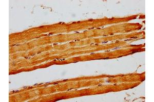 IHC image of nforHU diluted at 1:14 and staining in paraffin-embedded human skeletal muscle tissue performed on a Leica BondTM system. (Histone H1.3 antibody  (AA 137-149))