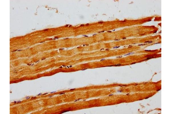 Histone H1.3 antibody  (AA 137-149)