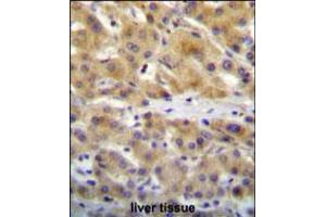 CHRD Antibody immunohistochemistry analysis in formalin fixed and paraffin embedded human liver tissue followed by peroxidase conjugation of the secondary antibody and DAB staining. (Chordin antibody  (N-Term))