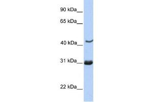 Western Blotting (WB) image for anti-Nucleoporin 35kDa (NUP35) antibody (ABIN2459542) (NUP35 antibody)