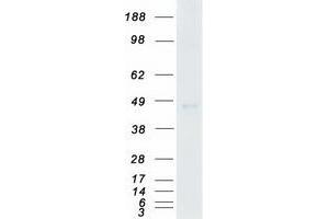 Validation with Western Blot (CSNK1G3 Protein (Transcript Variant 2) (Myc-DYKDDDDK Tag))