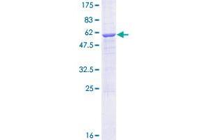 METTL1 Protein (AA 1-276) (GST tag)