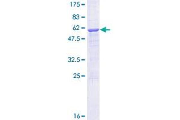 METTL1 Protein (AA 1-276) (GST tag)