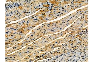 ABIN7095232 and ABIN7099289 at 1/100 staining rat muscle tissue by IHC-P. (PFAS antibody)