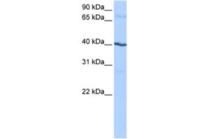 Western Blotting (WB) image for anti-Casein Kinase 1, gamma 2 (CSNK1G2) antibody (ABIN2463484) (Casein Kinase 1 gamma 2 antibody)