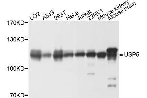 Western blot analysis of extracts of various cell lines, using USP5 antibody. (USP5 antibody)