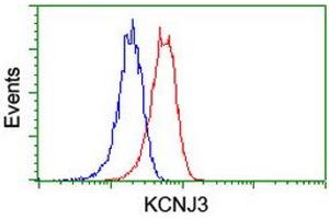 Image no. 2 for anti-Potassium Inwardly-Rectifying Channel, Subfamily J, Member 3 (KCNJ3) (AA 279-501) antibody (ABIN1491313) (KCNJ3 antibody  (AA 279-501))