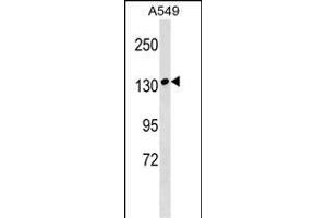 MYBPC1 Antibody (Center) (ABIN1538609 and ABIN2848927) western blot analysis in A549 cell line lysates (35 μg/lane). (MYBPC1 antibody  (AA 750-778))