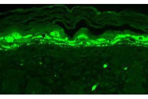 Immunohistochemistry of Mouse Anti-SHANK1 Antibody. (SHANK1 antibody  (Internal Region))
