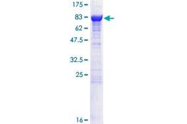 DPYSL2 Protein (AA 1-572) (GST tag)