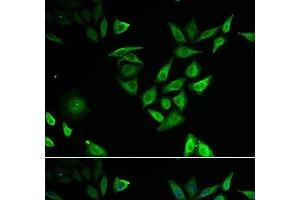 Immunofluorescence analysis of U2OS cells using NUTF2 Polyclonal Antibody (NUTF2 antibody)