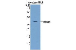 Western Blotting (WB) image for anti-Glutathione S-Transferase mu 2 (Muscle) (GSTM2) (AA 3-218) antibody (ABIN1859093) (GSTM2 antibody  (AA 3-218))