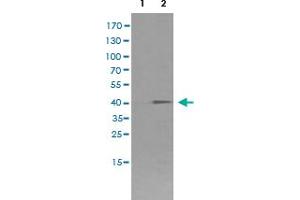 Western Blot analysis of HEK293T cells (Lane 1: transfected with pCMV6-ENTRY control and Lane 2: transfected with pCMV6-ENTRY FCGR1A cDNA) with FCGR1A monoclonal antibody, clone 3D3 .
