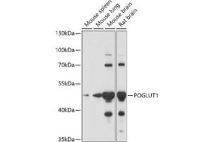 Western blot analysis of extracts of various cell lines, using POGLUT1 antibody (ABIN7269673) at 1:1000 dilution.