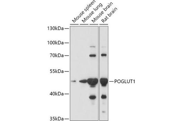 POGLUT1 抗体  (AA 160-280)
