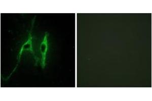 Immunofluorescence analysis of NIH-3T3 cells, using CYB5 Antibody.