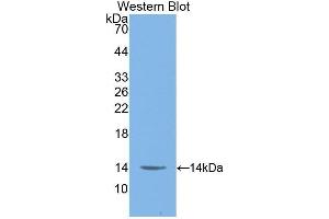 Western Blotting (WB) image for anti-Macrophage Migration Inhibitory Factor (Glycosylation-Inhibiting Factor) (MIF) (AA 4-112) antibody (ABIN1859825) (MIF antibody  (AA 4-112))